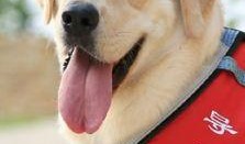 狗狗最新爆料视频大全下载,萌宠瞬间，笑料横生！